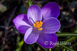 Harbinger of Spring - Crocus