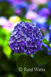 Standout - Hydrangea