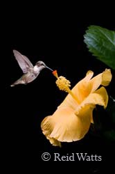 Anticipation - Hibiscus and Hummingbird