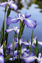 Japanese Iris