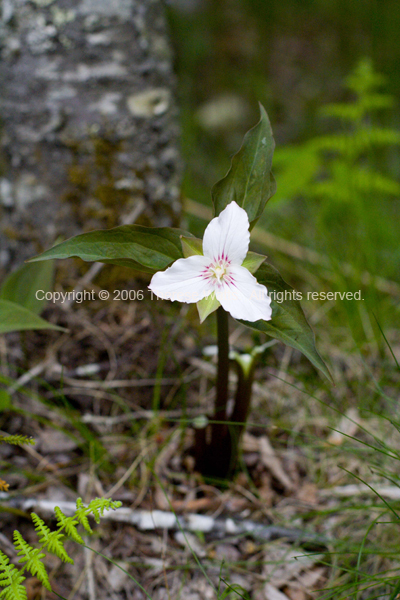 White Trillium