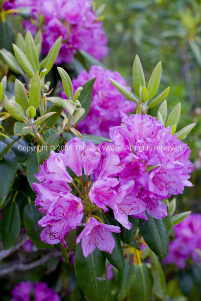 Purple Rhododendron