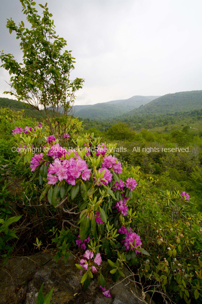 Rhododendron along the Blue Ridge