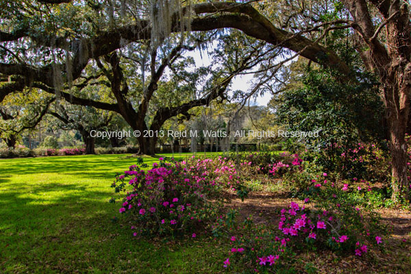 Under The Oaks