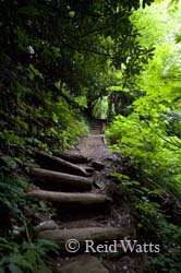 Trail leading to Skinny Dip Falls, NC