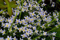 Spring flowers on forest floor