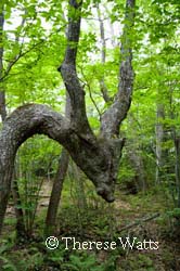 Bent Tree marking the hiking trail