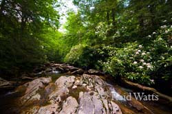 Rhododendrons