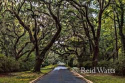 Magnificent Entry - Litchfield Plantation, SC