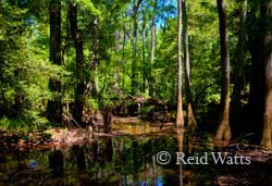 Primeval Forest