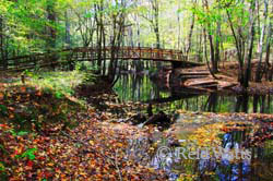 Cedar Creek Reflections - Congaree National Park