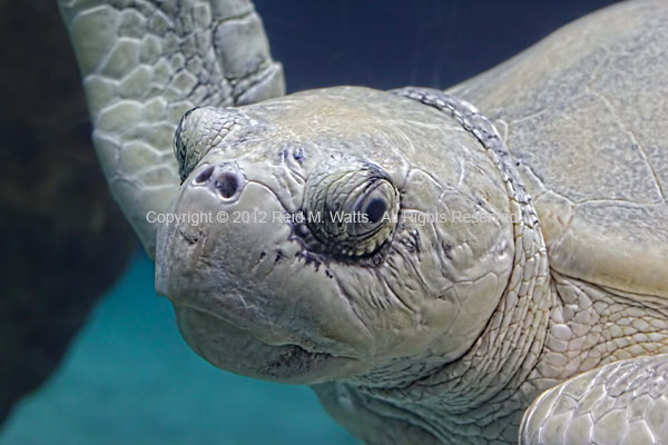 Mock Turtle - Albino Sea Turtle