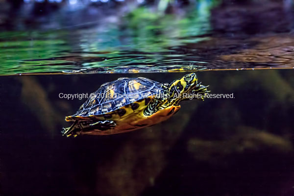 Yellow Submarine - Turtle