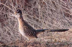 Beep Beep - Roadrunner