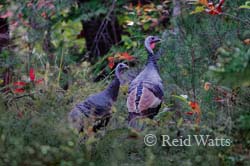 Taking Cover - Turkeys