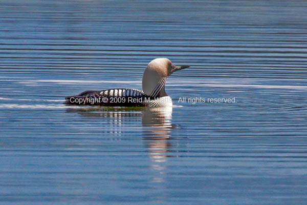 Pacific Loon