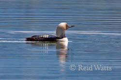 Pacific Loon