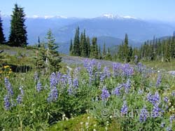 Alpine Meadow