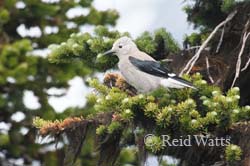 Nutcracker - Clark's Nutcracker - Whistler, BC, Canada